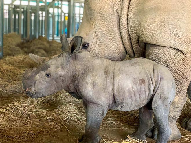 Vinpearl Safari Phú Quốc - 17 ngày đón 2 cá thể tê giác quý chào đời - 1
