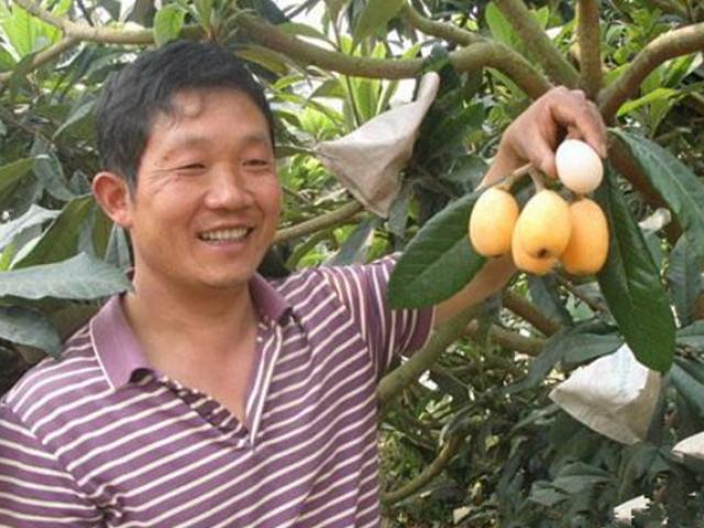 Trồng nhót tây, loại quả lạ lẫm với người Việt, thu hơn nửa tỷ đồng mỗi năm