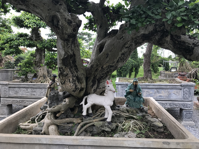 Ông Hoàng Minh Chính cho biết mỗi cây đều có vẻ đẹp riêng, mỗi người sẽ có con mắt và cảm nhận khác nhau.