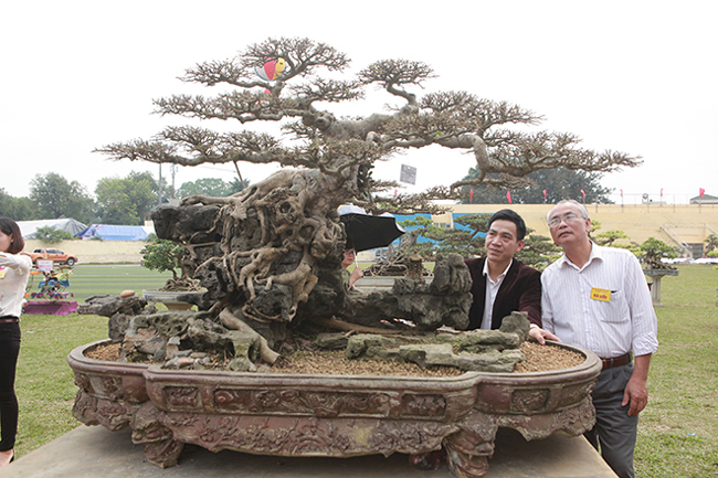 Xuất hiện tại triển lãm cây cảnh Sơn Tây (2019) mới đây, tác phẩm sanh có tên “nghênh phong phụ tự” thu hút khá đông du khách, giới chơi cây chiêm ngưỡng.