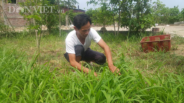 Làm giàu ở nông thôn: Nuôi thỏ bắt ăn kham khổ, bán đắt như tôm tươi - 2