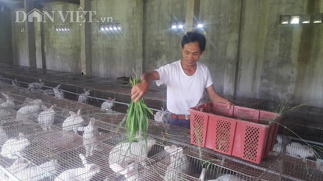 Làm giàu ở nông thôn: Nuôi thỏ bắt ăn kham khổ, bán đắt như tôm tươi - 3