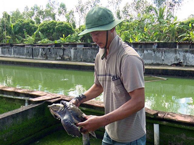 Nuôi loài ”thủy quái” trông như ba ba, cứ bán 1 con là lời 5 triệu