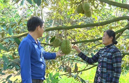 Chỉ 1 tuần, giá sầu riêng bốc hơi 10.000 đ/kg, nhà vườn nháo nhác - 3