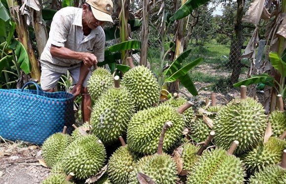 Chỉ 1 tuần, giá sầu riêng bốc hơi 10.000 đ/kg, nhà vườn nháo nhác - 4