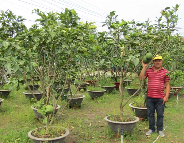 Kỹ sư về trồng chanh móng tay, nhánh bé tý bán 350 ngàn - 1