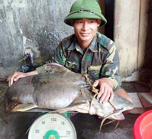 Đi thả câu bắt được cá ghé hiếm thấy nặng 22kg - 1