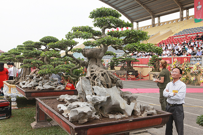 &#34;Tôi mua cặp sanh này cách đây hơn 10 năm, thời điểm đó thị trường cây cảnh sôi động, để sở hữu một cây cảnh đẹp, người chơi phải bỏ ra một số tiền không nhỏ&#34;, anh Toàn cho biết.