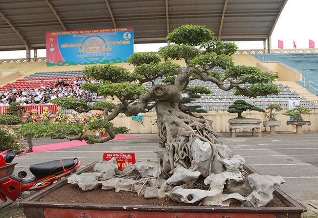 Phần trên có 3 cành rõ ràng tạo thành một đường chuyển từ thấp lên cao rồi lại xuống thấp, nhìn rất mềm mại.