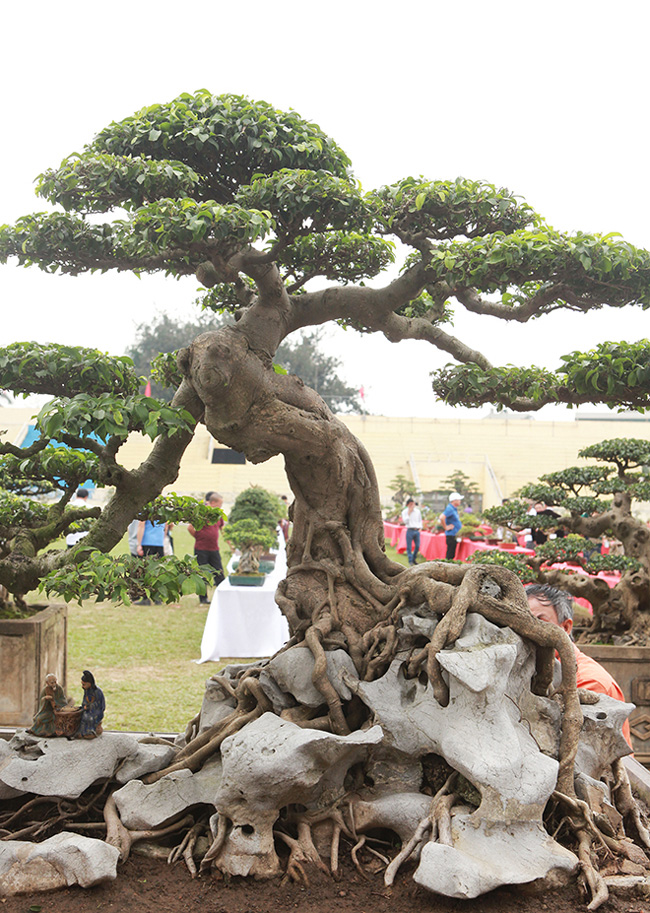 Thân ngắn, xoắn và đường chuyền đoạn giữa thân và tay cành, ngọn cực kỳ ngoạn mục.