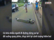 Phi thường - kỳ quặc - Video: Trăn khủng bò ngang đường, thiên hạ náo loạn