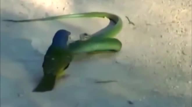 Video: Đụng độ với chim, rắn kịch độc châu Phi bị hành hạ thảm thương - 1