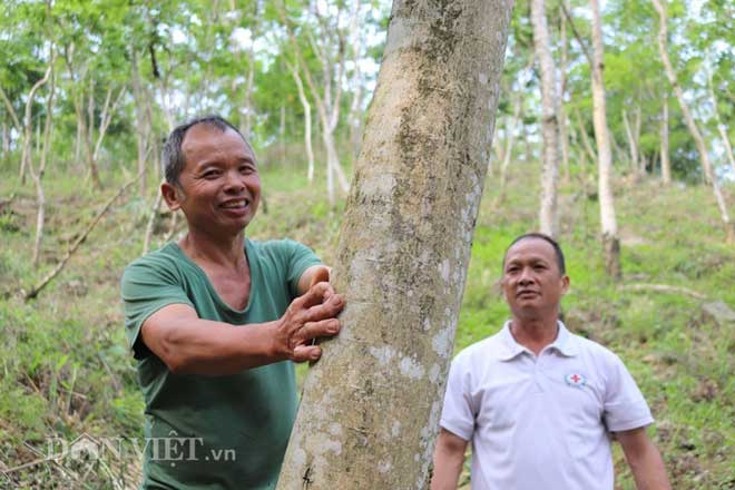 “Kho báu” sưa đỏ có một không hai của lão nông miền sơn cước - 2