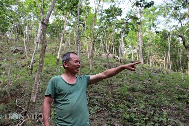 “Kho báu” sưa đỏ có một không hai của lão nông miền sơn cước - 3