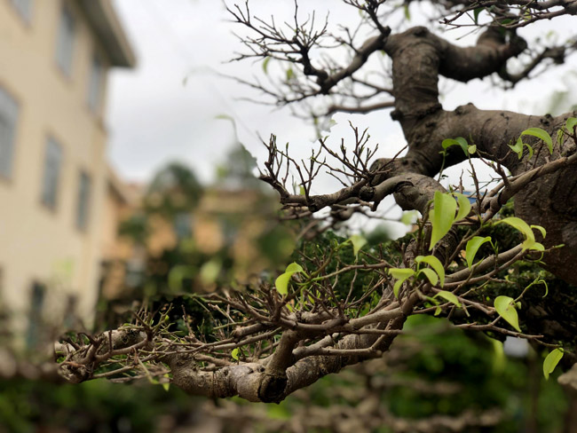 “Đang phải xuống hết lá để ép cây dùng dưỡng chất nuôi thân và nuôi rễ” - ông Thăng cho biết.