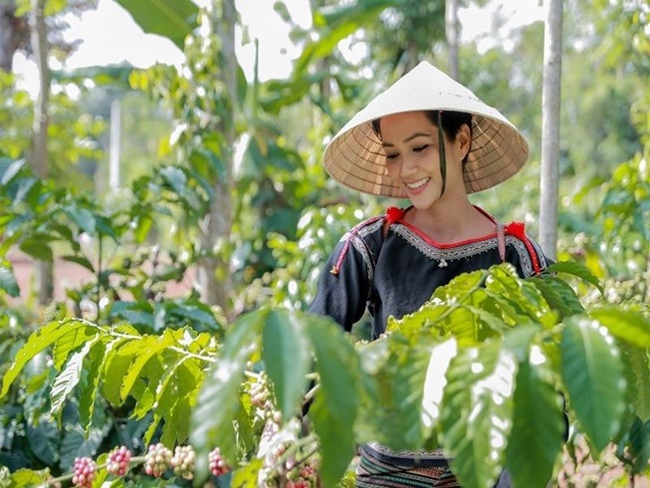 Hoa hậu Hoàn vũ Việt Nam mặc trang phục dân tộc Ê-đê, đội nón lá lên rẫy hái cà phê.