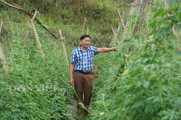 Thung lũng hoang vắng trồng mướp đắng rừng, bán cả lá, thân, quả - 3