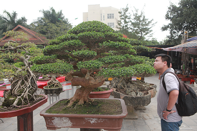 Xuất hiện tại Triển lãm Sinh vật cảnh tỉnh Phú Thọ năm 2019, tác phẩm cây sam hương bonsai tuy không lớn nhưng mang tính nghệ thuật cao được rất nhiều du khách, giới chơi cây đến chiêm ngưỡng.