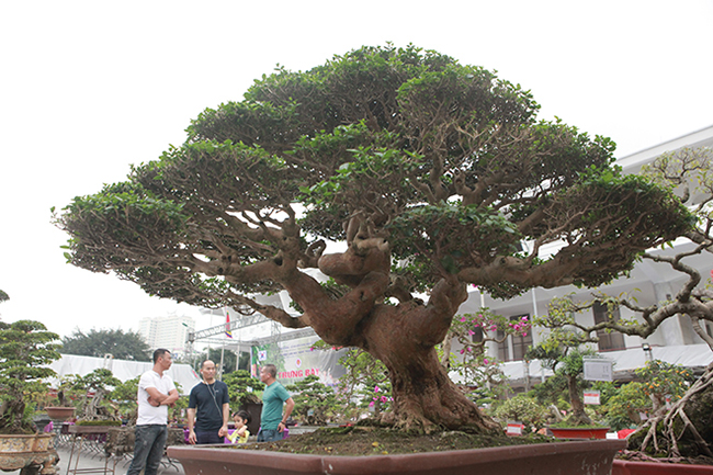 Anh Phan Văn Toàn &#40;TP&nbsp;Việt Trì, Phú Thọ&#41;, chủ nhân của tác phẩm cho biết, cây sam hương này có nguồn gốc từ Đài Loan. Cây cao khoảng 1m, tán rộng 1,4m.