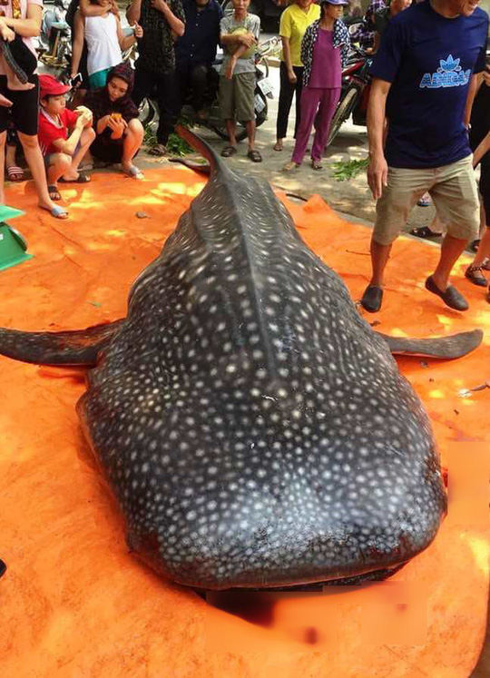 Thực hư việc ngư dân Sầm Sơn xẻ thịt cá voi nhám quý hiếm nặng gần 1 tấn - 1