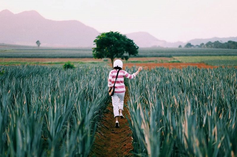 Giới trẻ phát &#39;sốt&#39; với cánh đồng dứa đẹp mê mẩn ở Ninh Bình - 5