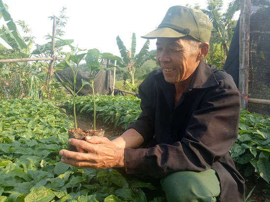 Kỳ công trồng cả trăm cây quý, giá bán đắt như vàng, lái cứ gạ mua - 7