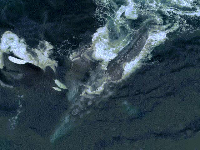 Cá voi mẹ một mình chiến đấu với 5 Sói biển để bảo vệ con
