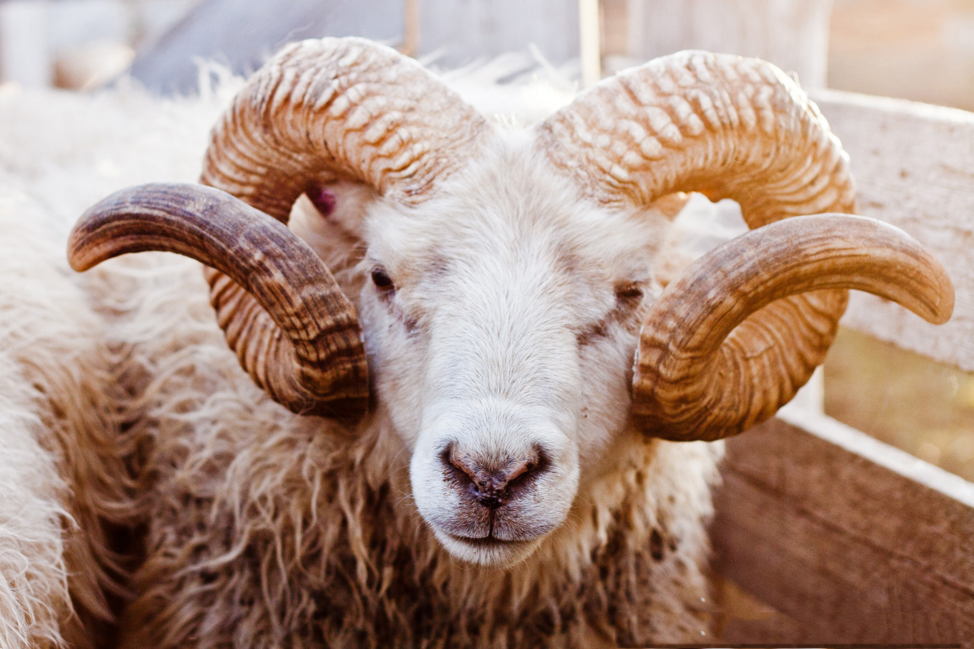 Pháp: 15 con cừu được nhận vào lớp học chung với người - 1