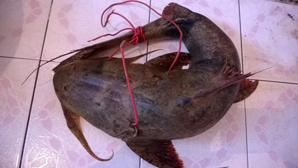 Cá trong sách đỏ được bày bán vô tư, đại gia chi vài chục triệu mua về ăn nhậu - 2