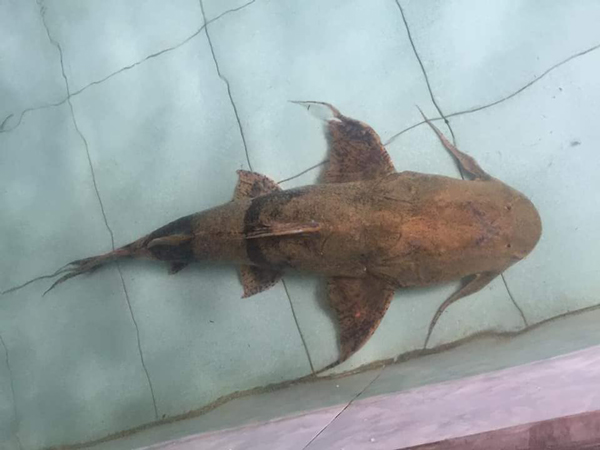 Cá trong sách đỏ được bày bán vô tư, đại gia chi vài chục triệu mua về ăn nhậu - 3