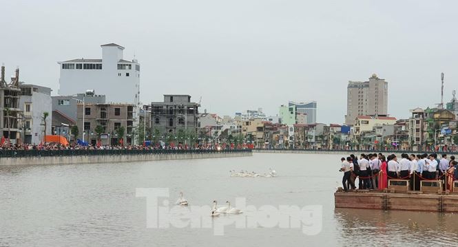 Nghìn người đổ xô đi xem thiên nga trên sông Tam Bạc - 5