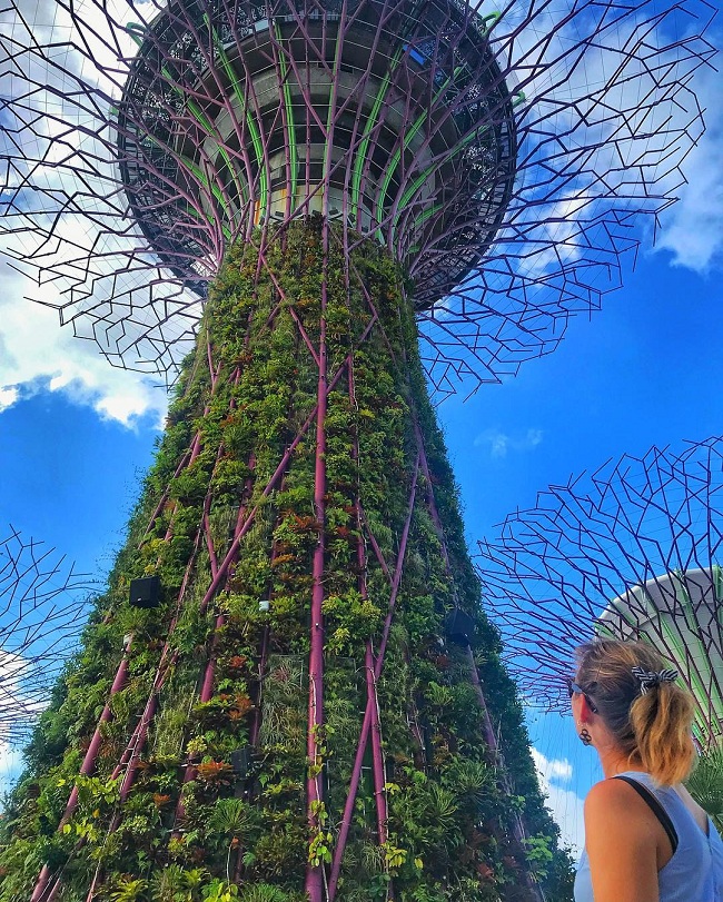 11. Những&nbsp;Supertrees&nbsp;ở Gardens by the Bay, Singapore được rất nhiều người yêu thích.