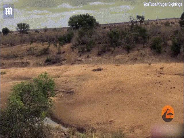 Video: 7 con sư tử dàn trận săn một con lợn rừng, kết quả ”bẽ mặt”