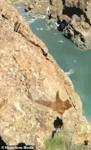 Video: Thương tâm cảnh gấu bị dân làng xua đuổi, trèo vách núi ngã chết - 1