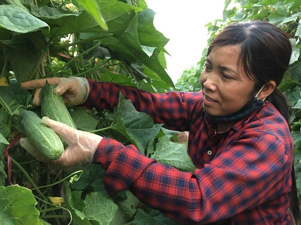 Trồng dưa chuột trên cao nguyên, sai quả, dễ bán, thu tiền &#34;tươi&#34; - 3