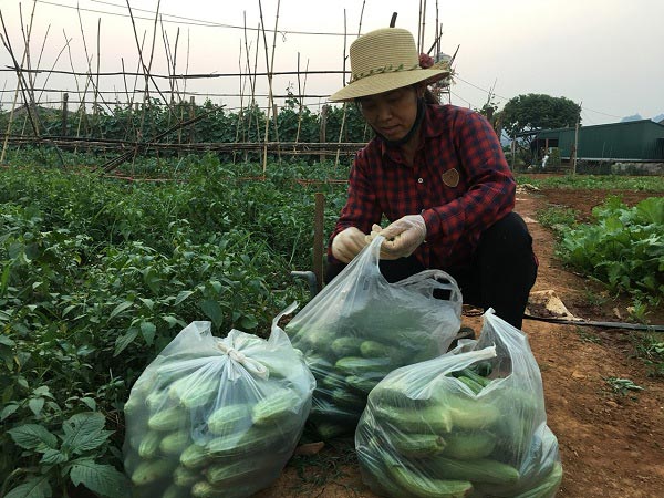 Trồng dưa chuột trên cao nguyên, sai quả, dễ bán, thu tiền &#34;tươi&#34; - 5