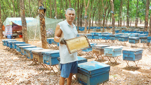 Vượt 500km đưa ong đi tìm mật hoa, &#34;hái&#34; được hàng trăm triệu - 3