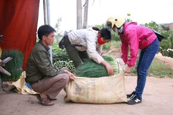 Ở nơi này dân khấm khá nhờ mỗi năm bán ra 3.000 tấn rau ngon - 4