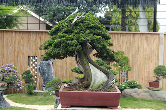 &#34;Tôi hy vọng vườn cây Nhật Bản là nơi giao lưu, chia sẻ kỹ thuật chăm sóc bonsai Nhật Bản ở Việt Nam&#34;&nbsp;anh Phong nói.