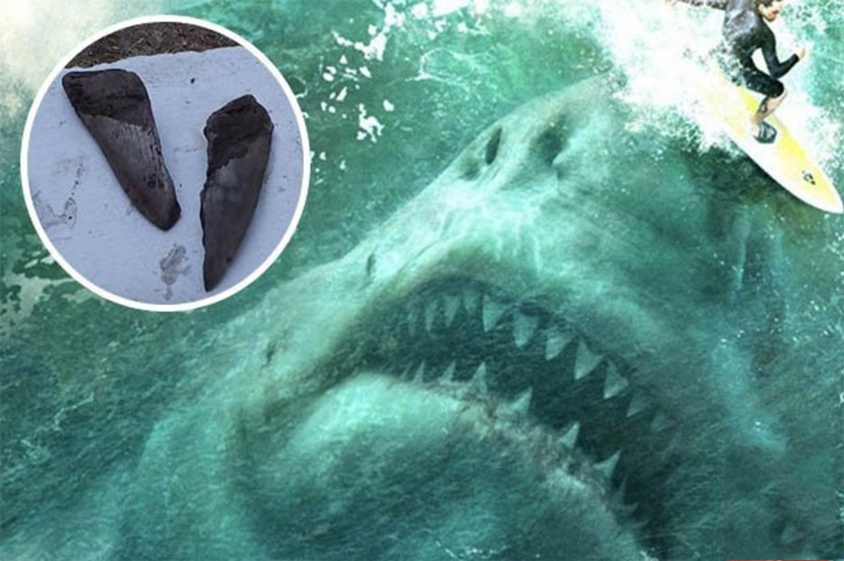 Mỹ: Phát hiện răng cá mập bạo chúa Megalodon thống trị biển cả 3 triệu năm trước - 2