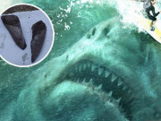 Thế giới - Mỹ: Phát hiện răng cá mập bạo chúa Megalodon thống trị biển cả 3 triệu năm trước