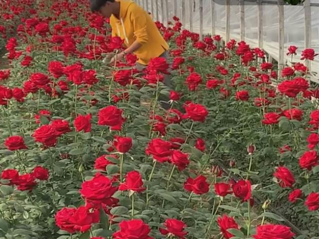 Không có tiền học đại học, chàng trai trẻ ở nhà trồng hoa hồng mà kiếm tiền tỷ mỗi năm