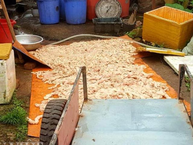 Lạng Sơn: "Đột kích" xưởng chế biến thực phẩm, thu 800kg lòng lợn thối