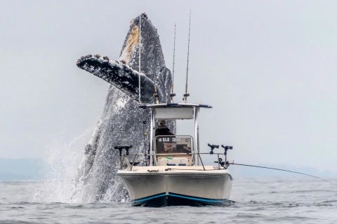 Mỹ: Cá voi khổng lồ vọt khỏi mặt nước, thuyền câu cá bỗng bé tẻo teo - 1