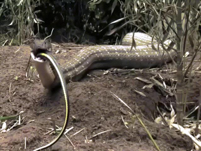 Điều ít biết về loài rắn hổ mây khổng lồ