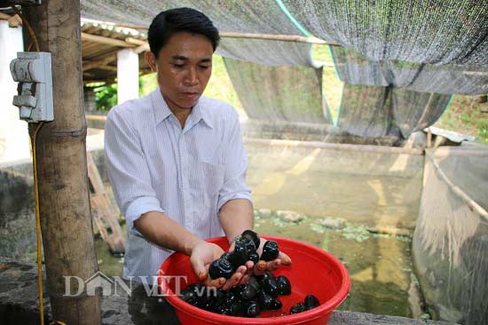 Mang &#34;ốc lạ&#34; lên núi thả bể bèo, cho ăn lá cây, bán cháy hàng - 2