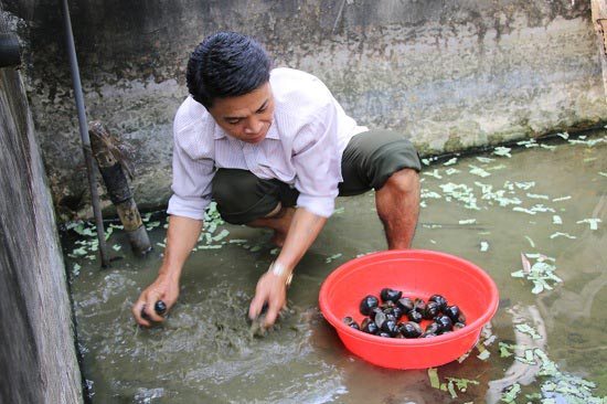 Mang &#34;ốc lạ&#34; lên núi thả bể bèo, cho ăn lá cây, bán cháy hàng - 7