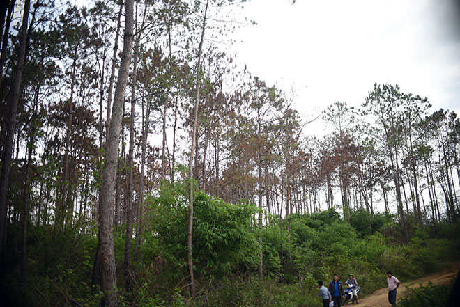 Thông tin mới vụ hơn 10 ha rừng thông bị &#34;đầu độc&#34; - 1