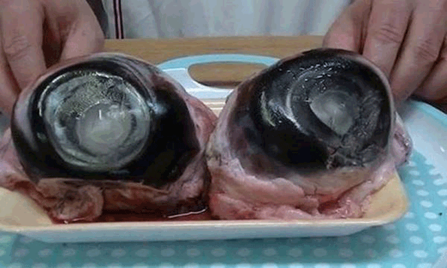 9. Mắt cá ngừ - Nhật Bản. Mắt cá ngừ là món ăn yêu thích của người dân Nhật Bản. Mắt cá được lọc ra khỏi đầu cá để khử mùi, thường được ăn với một chút muối và mù tạt.