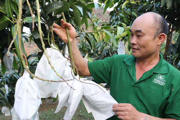 Làm giàu ở nông thôn: Trúng lớn nhờ trồng xoài, bưởi trên đất dốc - 1